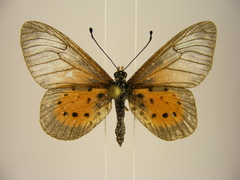 Acraea quirinalis