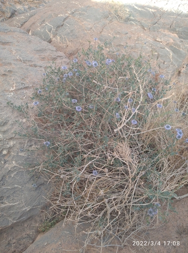 Globularia arabica