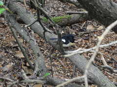 Petroica macrocephala