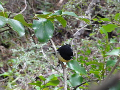 Petroica macrocephala