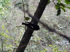 Petroica macrocephala