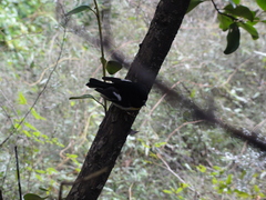 Petroica macrocephala