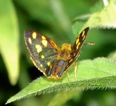 Metisella metis paris