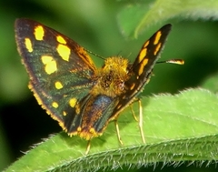 Metisella metis paris