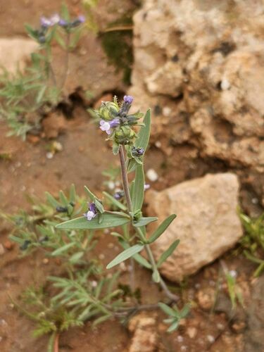 Linaria micrantha