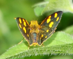 Metisella metis paris