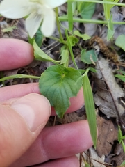 Viola striata