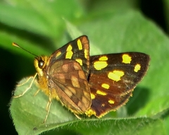 Metisella metis paris
