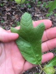 Amphibolips acuminata