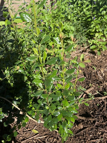 Ehretia microphylla observed 2024-01-02