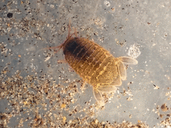 Exosphaeroma gigas