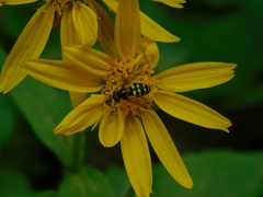 Dasysyrphus