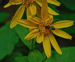 Dasysyrphus