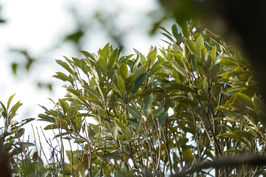 Lithocarpus irwinii (Lithocarpus irwinii)