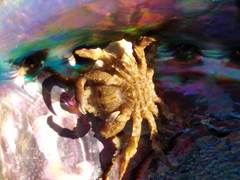 Eurynolambrus australis