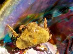 Eurynolambrus australis