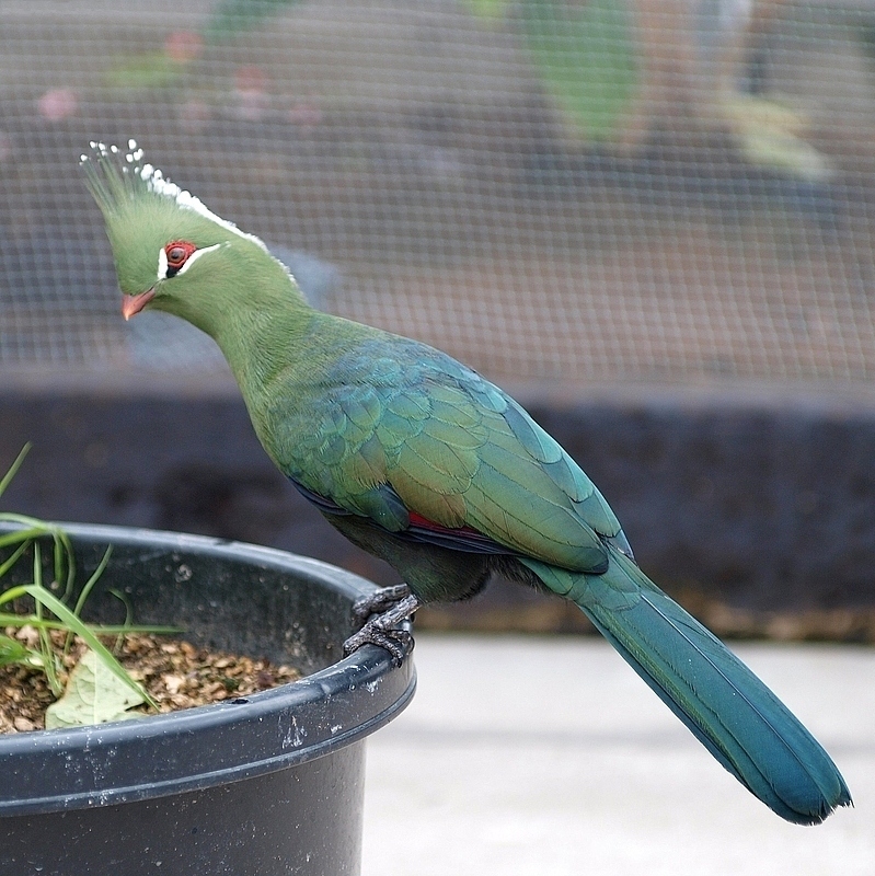 Livingstone's Turaco
