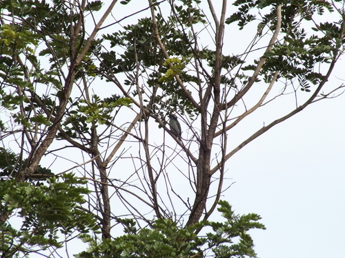 iNaturalist image