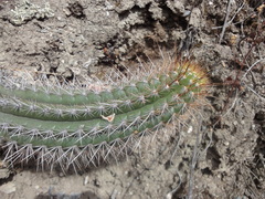 Borzicactus sepium