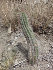 Borzicactus sepium