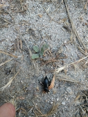 Coelocnemis dilaticollis