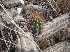 Borzicactus sepium