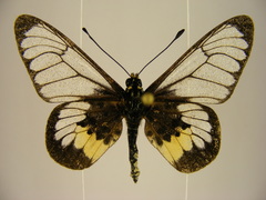 Acraea semivitrea