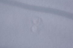 Mustela