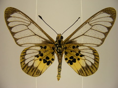 Acraea semivitrea