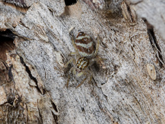 Rudakius cinctus