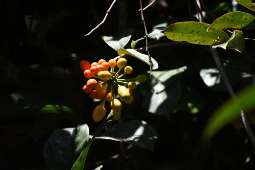 Image of Uvaria narum by (c) deepachandran, some rights reserved (CC BY-SA)