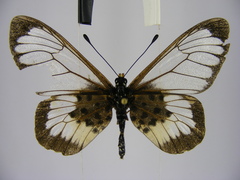 Acraea semivitrea