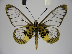 Acraea semivitrea