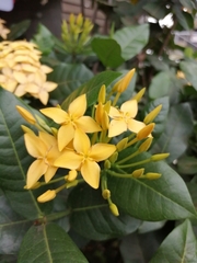 Ixora