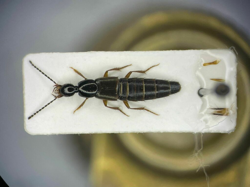 Philonthus flumineus