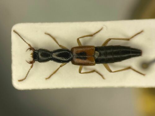 Homaeotarsus sellatus