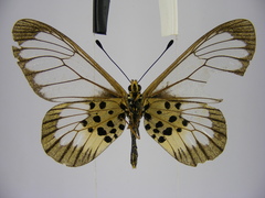 Acraea semivitrea