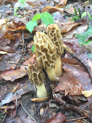 Morchella diminutiva