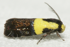 Rectiostoma xanthobasis