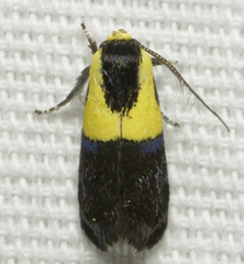 Rectiostoma xanthobasis
