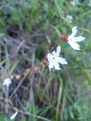 Lithophragma