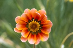 Gazania × splendens
