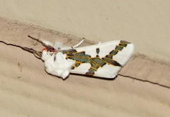 Euerythra phasma