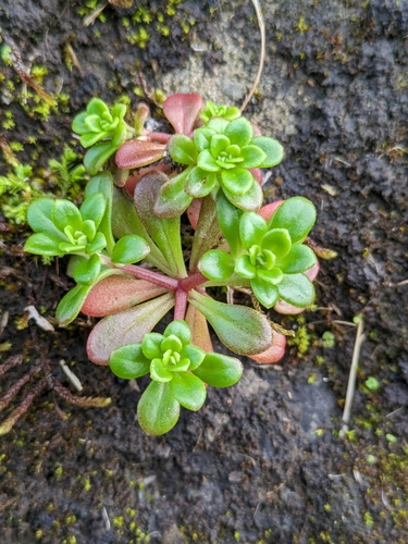 Image of Sedum formosanum by (c) Tzu-Neng Yuan, some rights reserved (CC BY)
