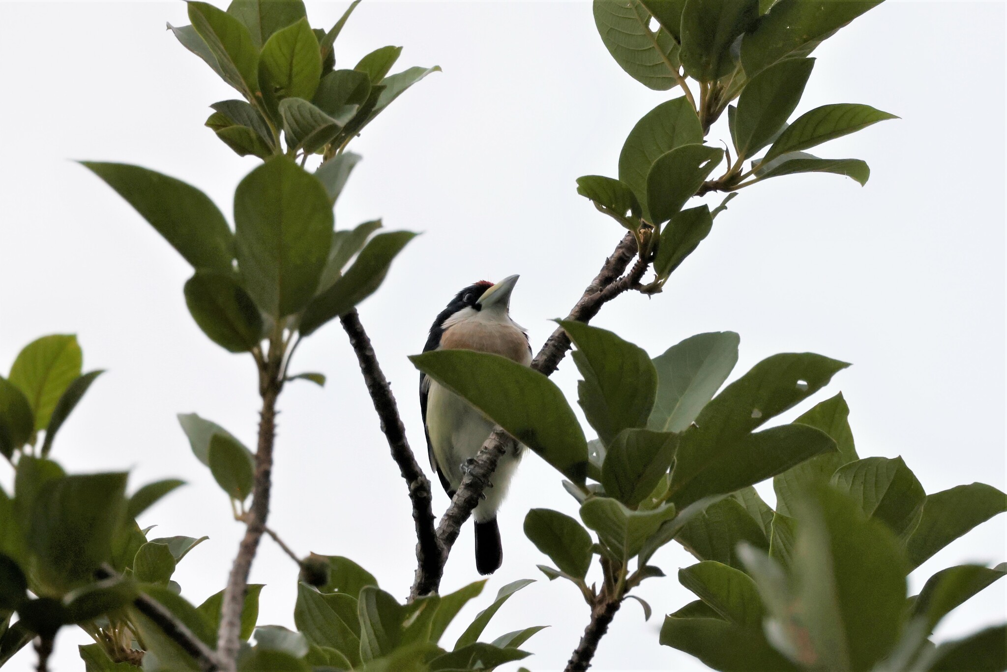 White-mantled Barbet (Capito hypoleucus), photo 9