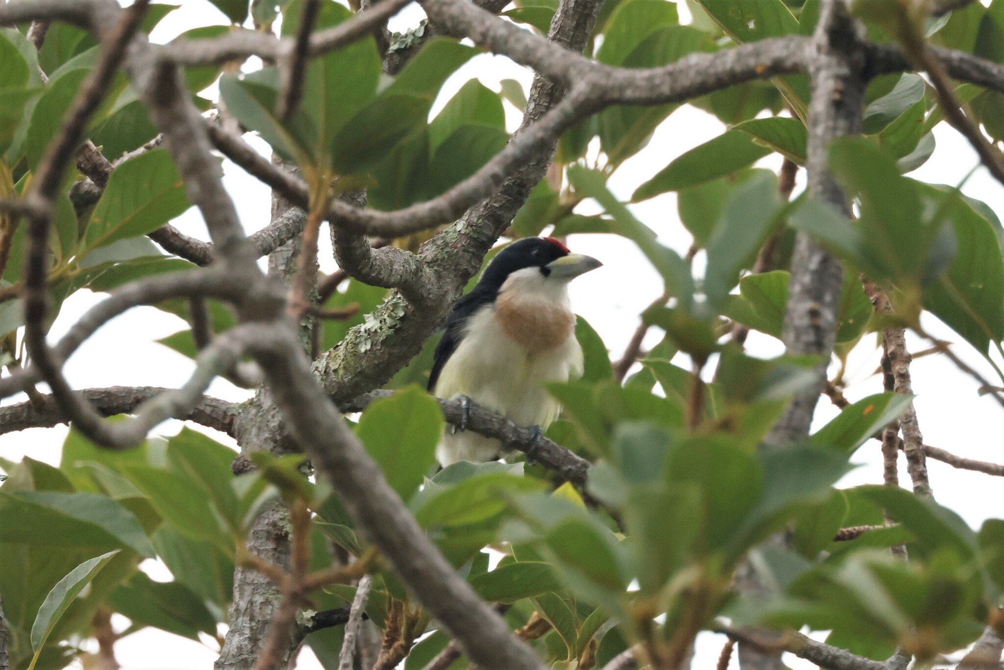 White-mantled Barbet (Capito hypoleucus), photo 10