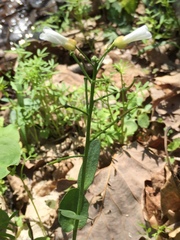 Cardamine bulbosa