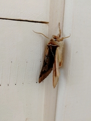 Perigrapha circumducta