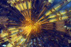 Stephanometra tenuipinna image
