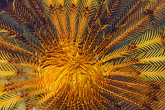Stephanometra tenuipinna image